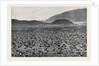 Wideawakes Hatching Their Eggs at Ascension Island by Anonymous