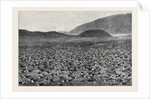 Wideawakes Hatching Their Eggs at Ascension Island by Anonymous