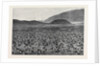 Wideawakes Hatching Their Eggs at Ascension Island by Anonymous