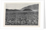 Wideawakes Hatching Their Eggs at Ascension Island by Anonymous