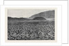 Wideawakes Hatching Their Eggs at Ascension Island by Anonymous
