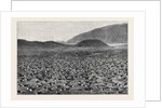 Wideawakes Hatching Their Eggs at Ascension Island by Anonymous