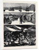 The Crisis in Egypt, the Voyage of H.M.S. Troopship Orontes by Anonymous