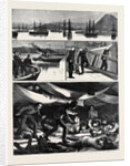The Crisis in Egypt, the Voyage of H.M.S. Troopship Orontes by Anonymous