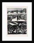The Crisis in Egypt, the Voyage of H.M.S. Troopship Orontes by Anonymous