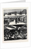 The Crisis in Egypt, the Voyage of H.M.S. Troopship Orontes by Anonymous