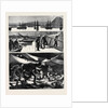 The Crisis in Egypt, the Voyage of H.M.S. Troopship Orontes by Anonymous