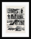 In Camp at Wimbledon by Anonymous