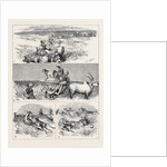 India, Hunting Black Buck with the Cheetah in Baroda by Anonymous