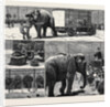 The Sale by Auction of Myers' Great American Circus and Hippodrome by Anonymous