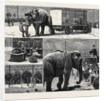 The Sale by Auction of Myers' Great American Circus and Hippodrome by Anonymous