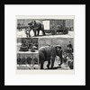 The Sale by Auction of Myers' Great American Circus and Hippodrome by Anonymous