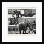 The Sale by Auction of Myers' Great American Circus and Hippodrome by Anonymous