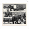 The Sale by Auction of Myers' Great American Circus and Hippodrome by Anonymous