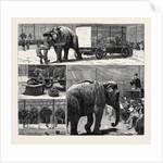 The Sale by Auction of Myers' Great American Circus and Hippodrome by Anonymous