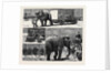 The Sale by Auction of Myers' Great American Circus and Hippodrome by Anonymous