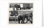 The Sale by Auction of Myers' Great American Circus and Hippodrome by Anonymous