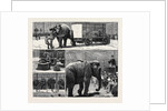 The Sale by Auction of Myers' Great American Circus and Hippodrome by Anonymous