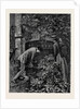 Kit, a Memory; Three of These Iron Uprights He Shook Lightly; Each of Them in Time Yielded, and Passing Them Through the Holes in the Bar that Formed Their Cross Support He Laid Them on the Margin of the Flower-Bed. by Anonymous