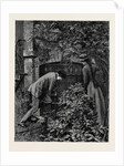 Kit, a Memory; Three of These Iron Uprights He Shook Lightly; Each of Them in Time Yielded, and Passing Them Through the Holes in the Bar that Formed Their Cross Support He Laid Them on the Margin of the Flower-Bed. by Anonymous