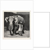Mr. Barnum's White Burmese Elephant Toung Taloung: The Elephant with His Burmese Attendant in Jumbo's House at the Zoological Gardens by Anonymous