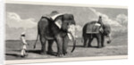 The Great Elephant Controversy an Elephant Belonging to the Rajah of Puttiala Precisely Similar to Mr. Barnum's Elephant at the Zoological Gardens by Anonymous