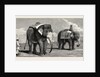 The Great Elephant Controversy an Elephant Belonging to the Rajah of Puttiala Precisely Similar to Mr. Barnum's Elephant at the Zoological Gardens by Anonymous