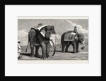 The Great Elephant Controversy an Elephant Belonging to the Rajah of Puttiala Precisely Similar to Mr. Barnum's Elephant at the Zoological Gardens by Anonymous