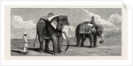 The Great Elephant Controversy an Elephant Belonging to the Rajah of Puttiala Precisely Similar to Mr. Barnum's Elephant at the Zoological Gardens by Anonymous