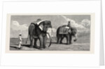 The Great Elephant Controversy an Elephant Belonging to the Rajah of Puttiala Precisely Similar to Mr. Barnum's Elephant at the Zoological Gardens by Anonymous