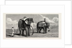 The Great Elephant Controversy an Elephant Belonging to the Rajah of Puttiala Precisely Similar to Mr. Barnum's Elephant at the Zoological Gardens by Anonymous