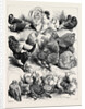 Prize Birds, Crystal Palace Poultry Show, 1870 by Anonymous