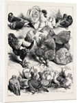 Prize Birds, Crystal Palace Poultry Show, 1870 by Anonymous