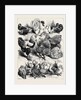 Prize Birds, Crystal Palace Poultry Show, 1870 by Anonymous