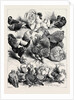 Prize Birds, Crystal Palace Poultry Show, 1870 by Anonymous