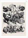 Prize Birds, Crystal Palace Poultry Show, 1870 by Anonymous
