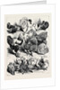 Prize Birds, Crystal Palace Poultry Show, 1870 by Anonymous