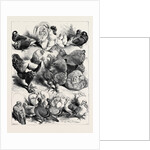Prize Birds, Crystal Palace Poultry Show, 1870 by Anonymous
