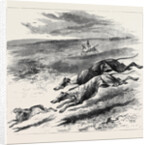 Coursing, 1870 by Anonymous