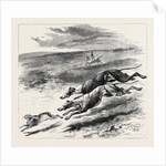 Coursing, 1870 by Anonymous