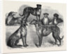 Deerhounds from Windsor Great Park, 1870 by Anonymous