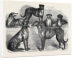 Deerhounds from Windsor Great Park, 1870 by Anonymous