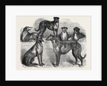Deerhounds from Windsor Great Park, 1870 by Anonymous