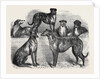 Deerhounds from Windsor Great Park, 1870 by Anonymous