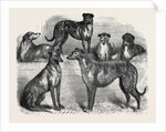Deerhounds from Windsor Great Park, 1870 by Anonymous