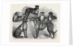 Deerhounds from Windsor Great Park, 1870 by Anonymous