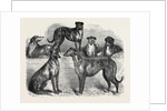 Deerhounds from Windsor Great Park, 1870 by Anonymous