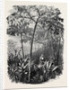 The Godwinia Gigas, 1870 by Anonymous