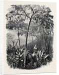 The Godwinia Gigas, 1870 by Anonymous