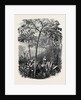 The Godwinia Gigas, 1870 by Anonymous